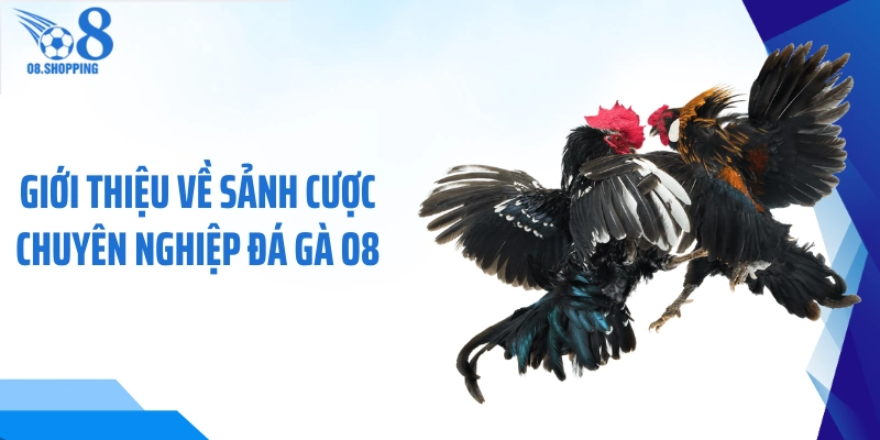 Giới thiệu về sảnh cược chuyên nghiệp đá gà O8